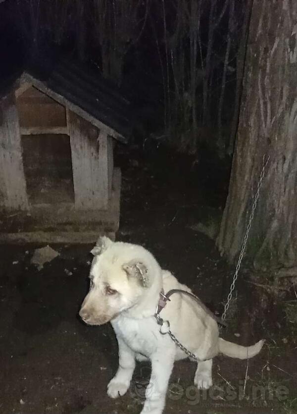 Prodajem kangala stene