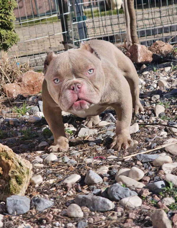 Zenka amercan bully poket u egzotic boji 