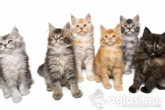 Maine Coon macici vrhunskog porekla 