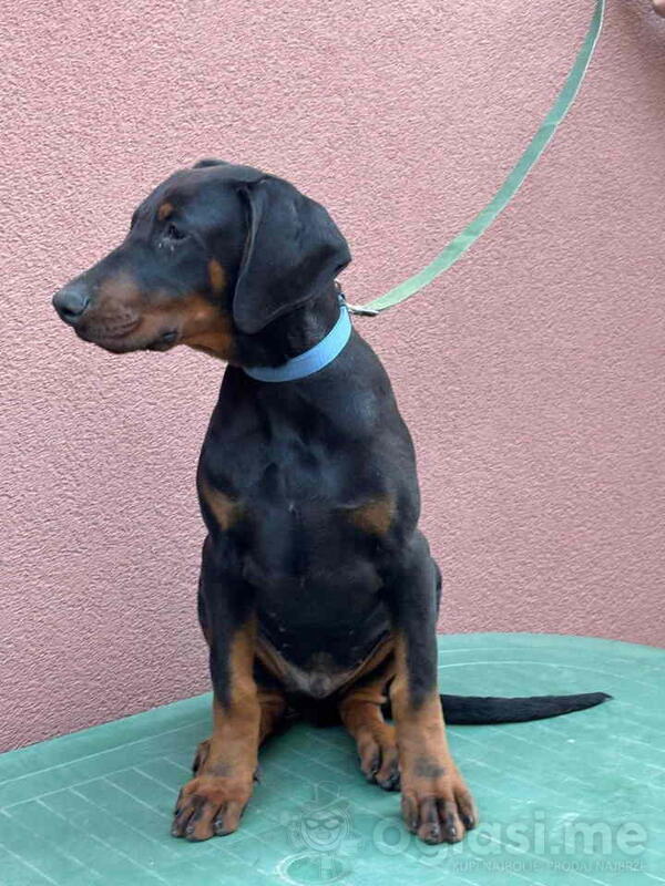 Doberman muško štene 