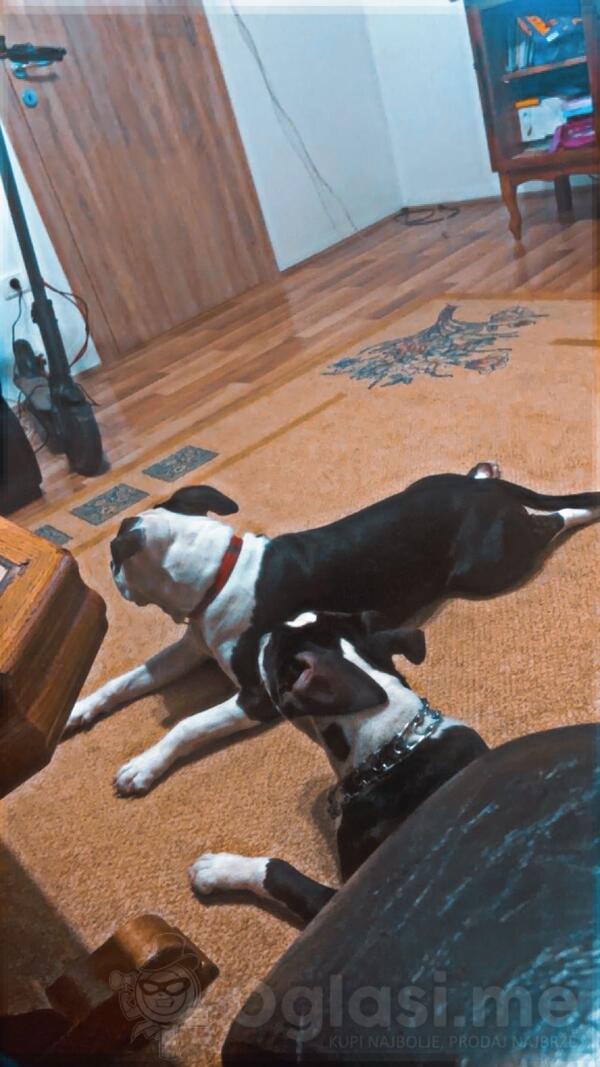 kupujem americkog staforda