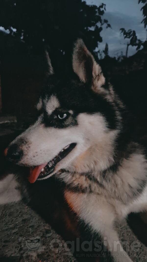 Trazim zenku haskija za parenje