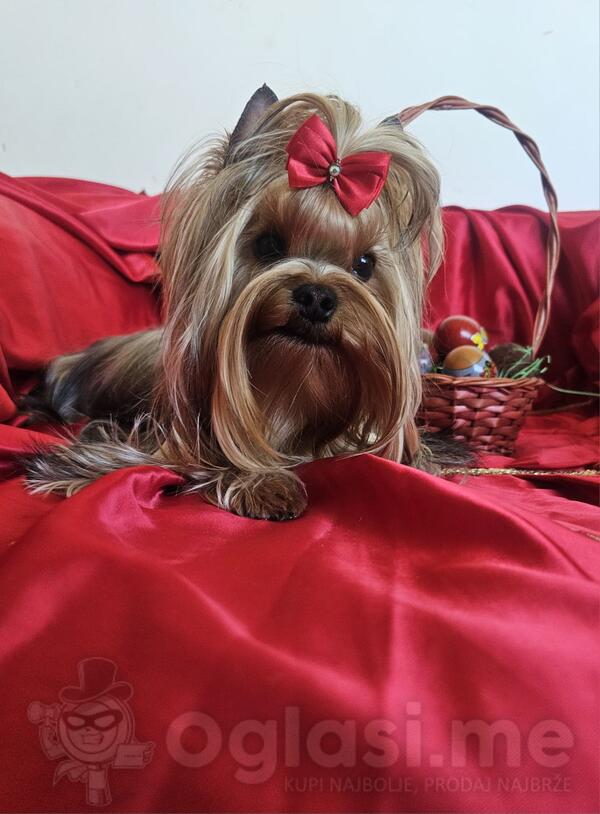 Štenci jorkširskog terijera