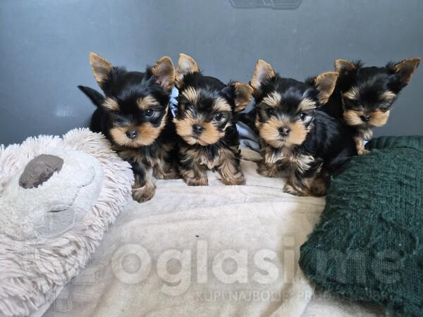 Štenci jorkširskog terijera