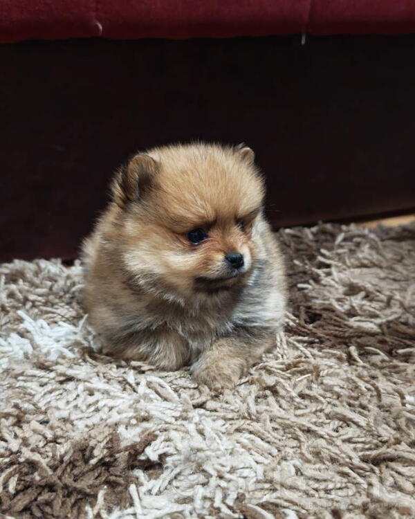 Štenci pomeranskog špica prelepog krzna 