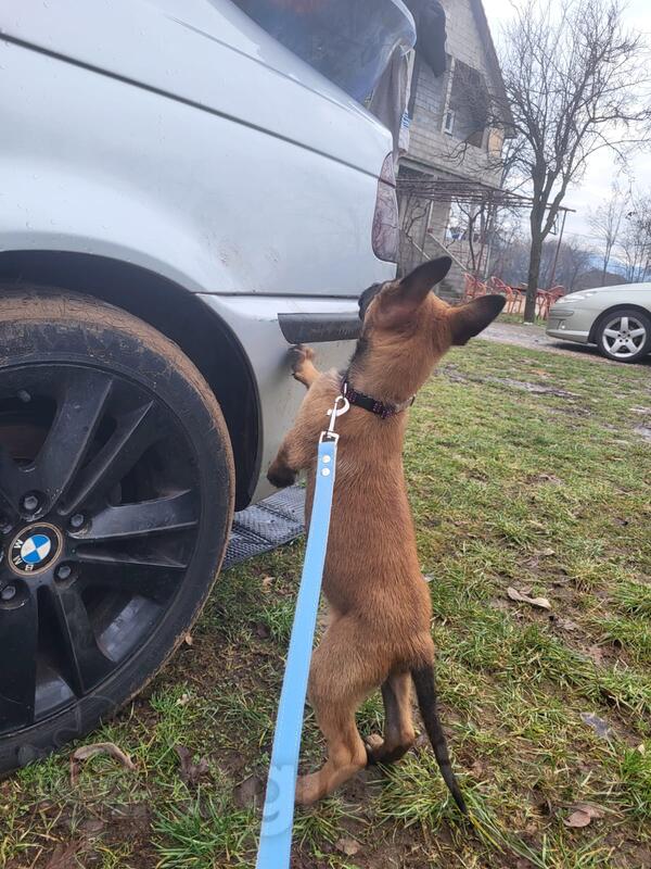 Prodavam stene belgiskog ovcara (malinoa)