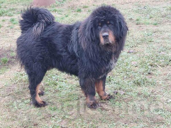 Stenad tibetaskog mastifa sampijoskog porijekla na prodaju