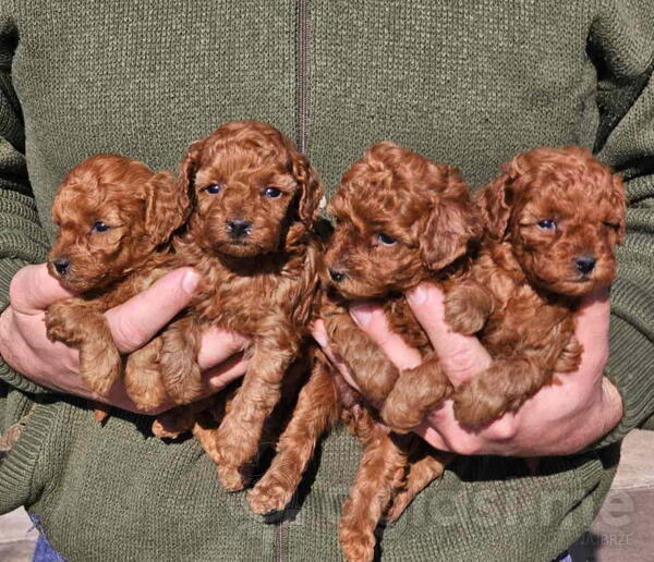 Najmanje pudle, od najlepsih roditelja u Evropi