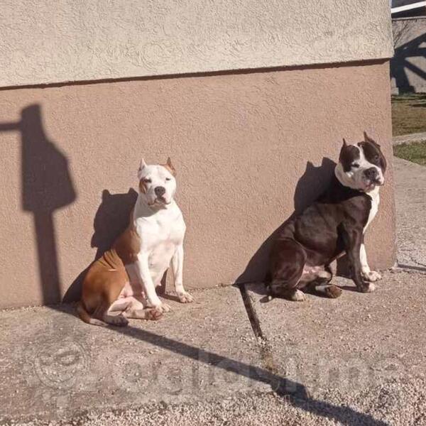 Stenad američkog staforda