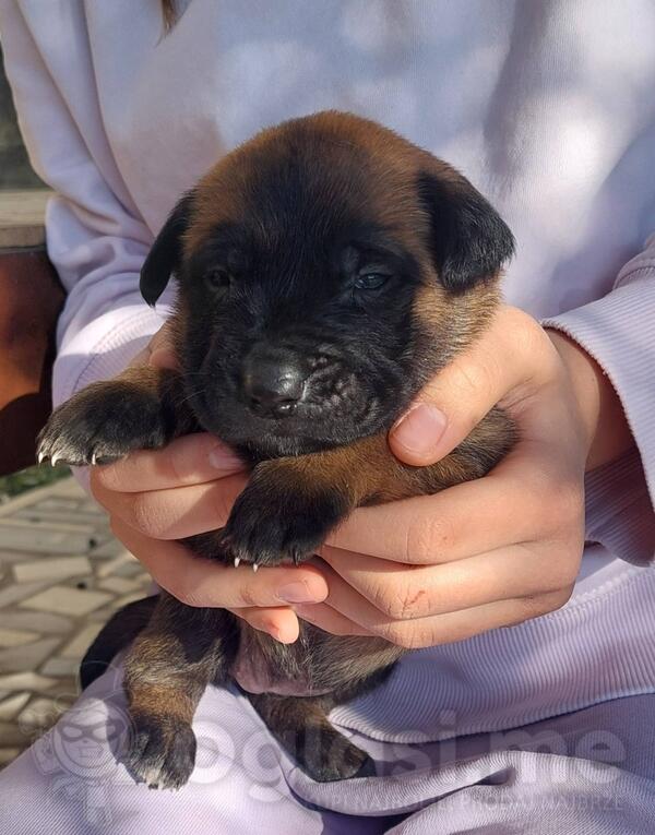 malinoa 45 dana stenad zenka 200 muzjak 250