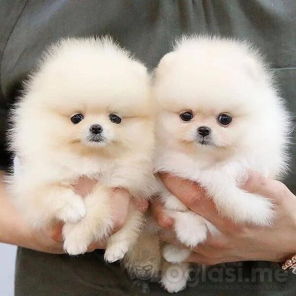 Visokokvalitetni štenci pomeranskog špica