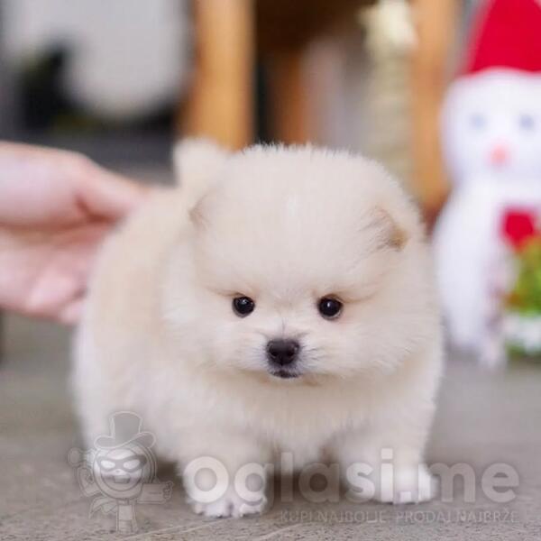 Visokokvalitetni štenci pomeranskog špica