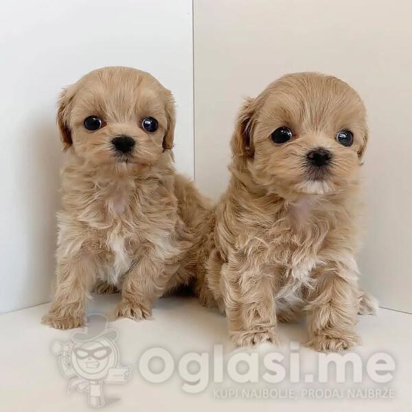 Preslatke bebe Maltipooa