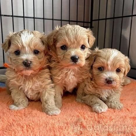 Preslatke bebe Maltipooa