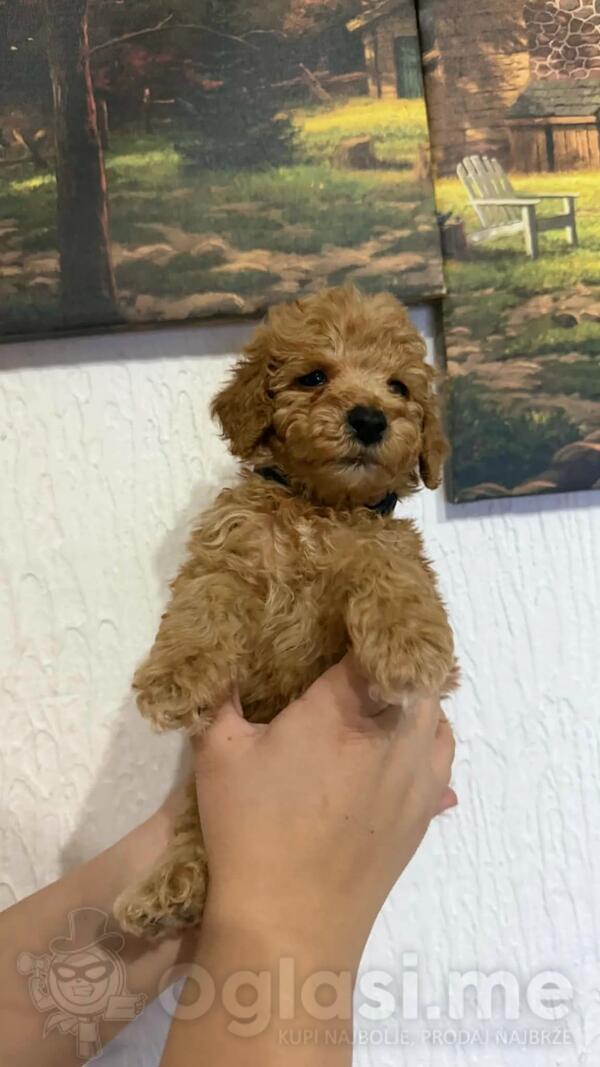 prodajem pudle patuljaste