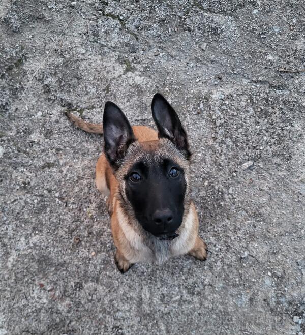 Zenka Belgijski ovcar (malinoa)
