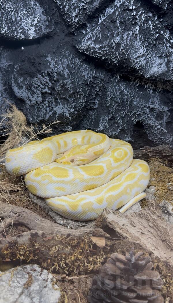 Prodajem zmiju sa terarijumom ili bez