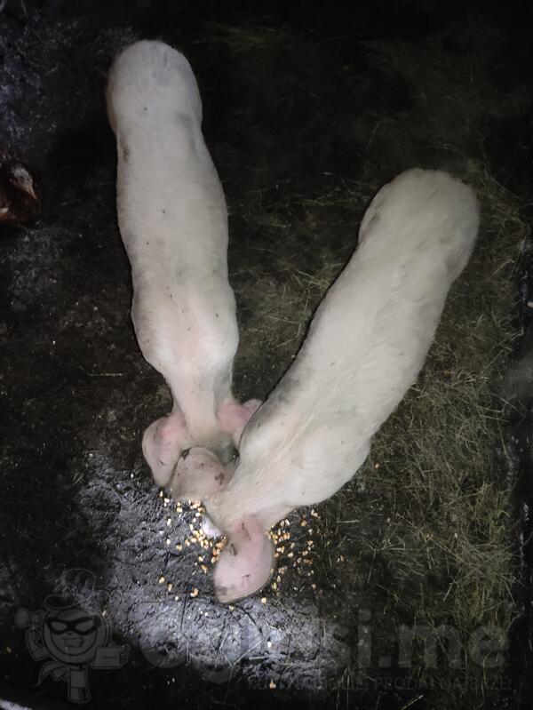 Prodajem dvoje ženskih prasadi