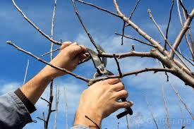 Usluga rezidbe voća i vinove loze