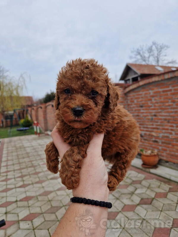 Crvene pudle toy, od oba roditelja u mom vlasnistvu 