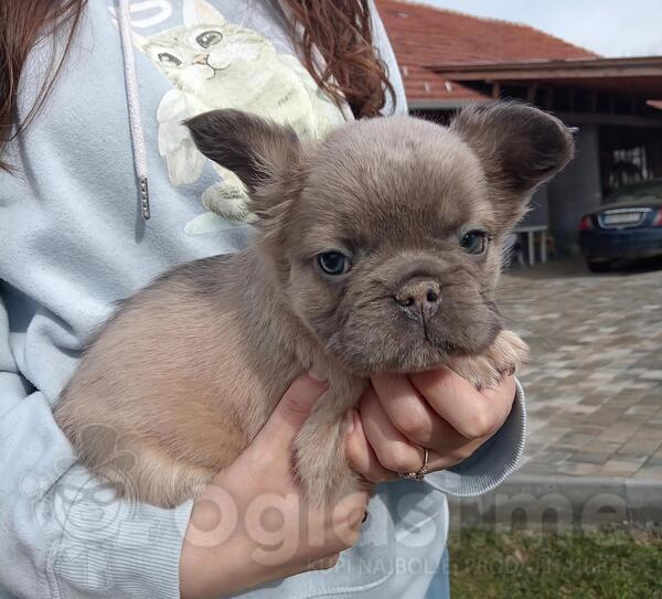 Francuski buldog fluffy stenci