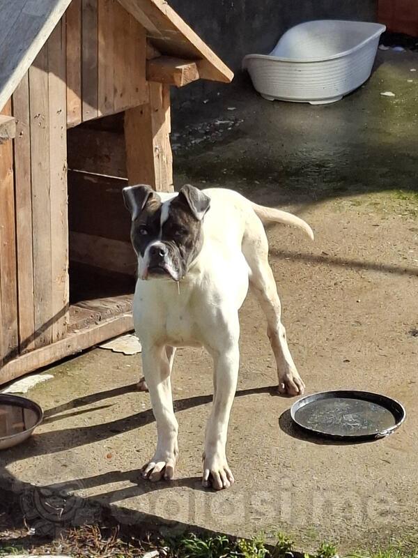 Američki buldog, 6 mjeseci star, vakcinisan, razigran i umiljat. Prodaja zbog odlaska u inostranstvo. 