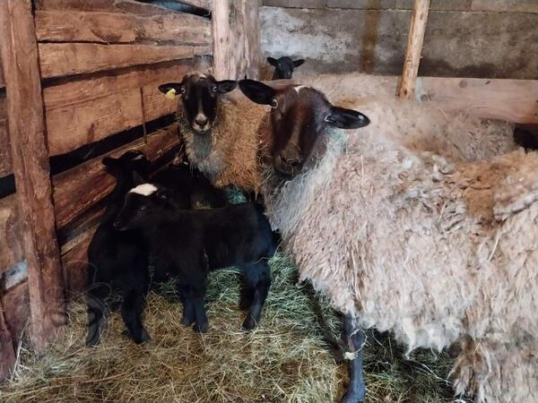 Prodajem ovce sa jagnjadima