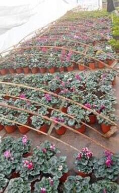 Prodajem cvijece u saksijama na veliko 