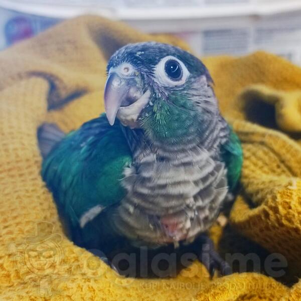 Braunouhi papagaj (molina pirhura)