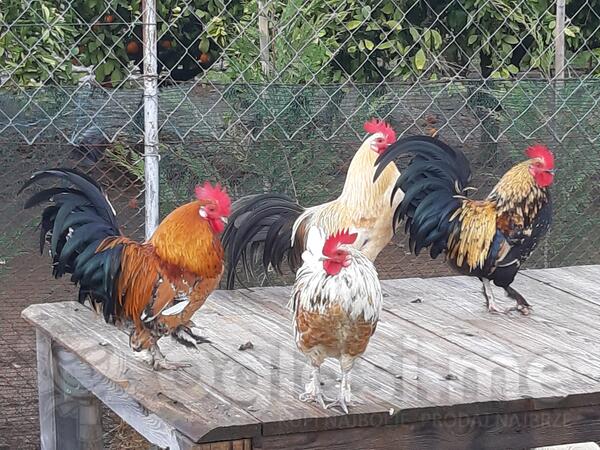 Prodajem Patuljak Pietlove 