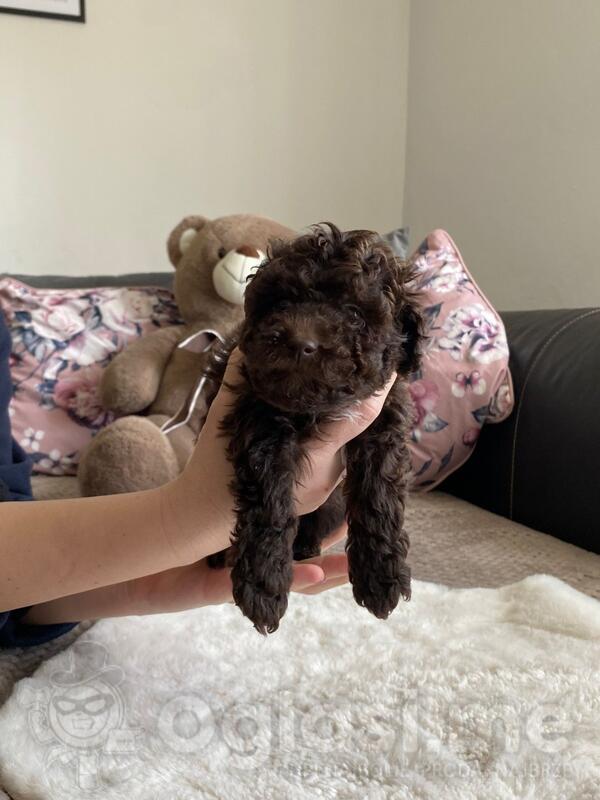 prodajem cokoladne patuljaste pudle