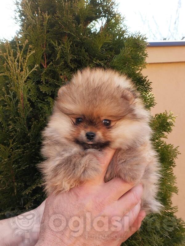 prodajem musko stene pomeranca