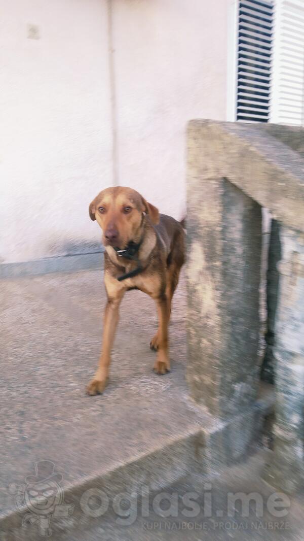 HITNO SE UDOMLJAVA PAS!! 