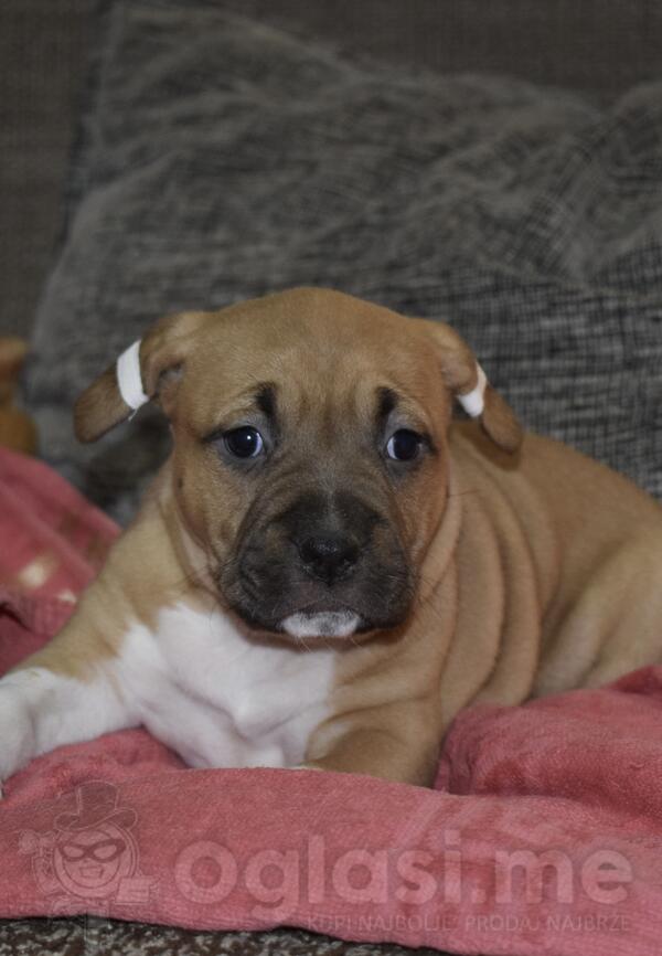 Americki stafordski terijer