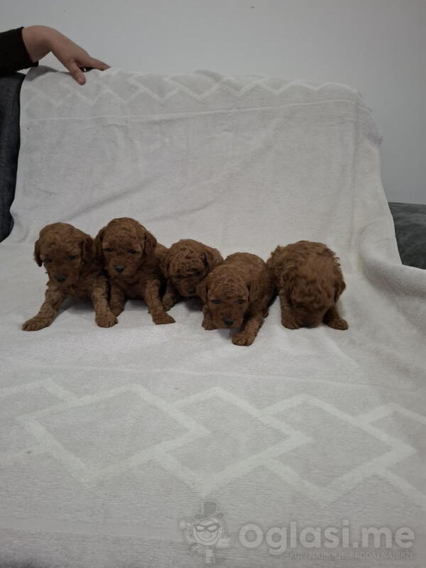 Prodajem patuljaste crvene pudle  