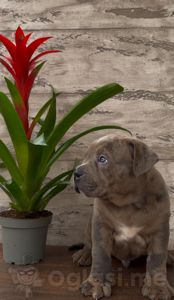 American bully XL/XXL