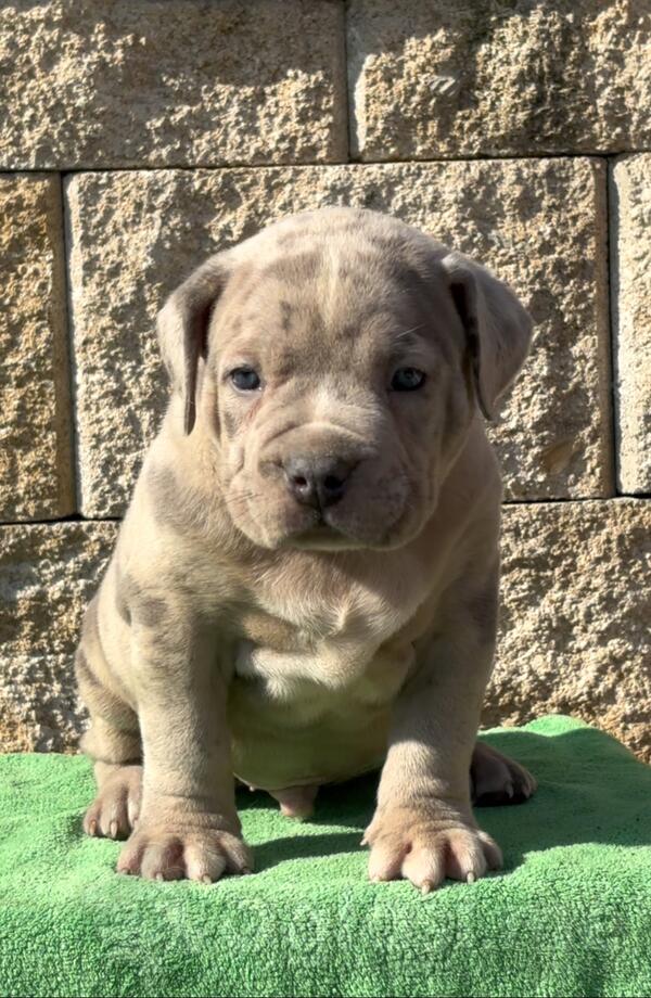 American bully XL/XXL