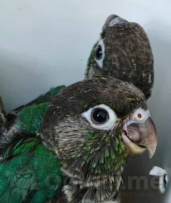 Papagaji rucno hranjeni 