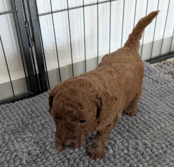 Igračke pudle u boji kajsije, mužjak ili ženka