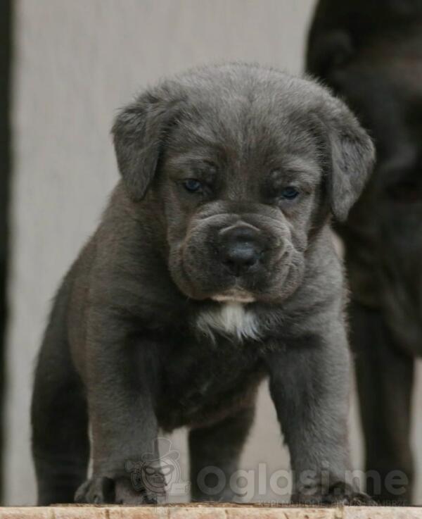 Cane Corso