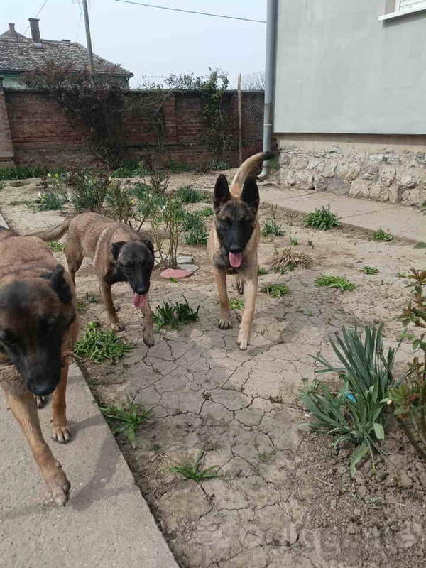 Belgijski ovčar MALINOA štenci 