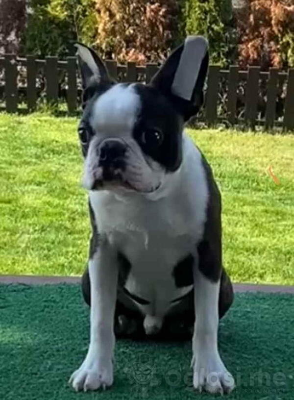 Dostupno muško štene Boston terijera   