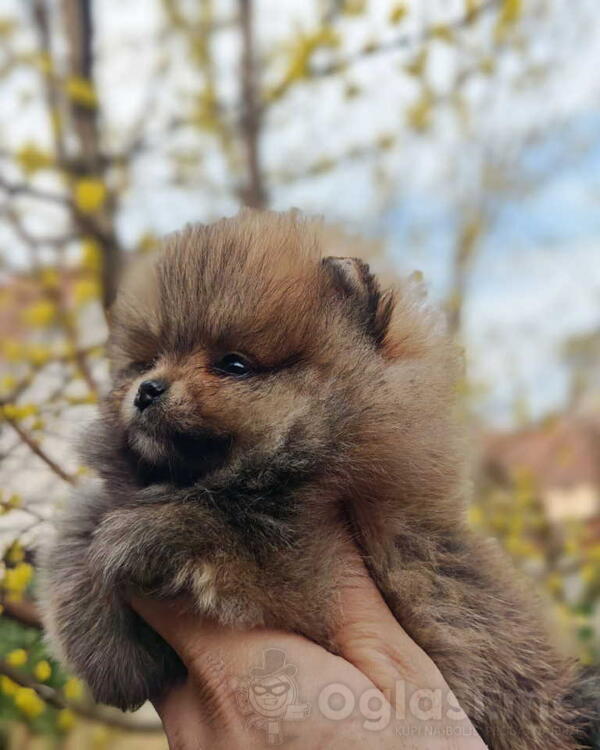 Stenci pomeranca prelepog krzna i izuzetno sitne građe 