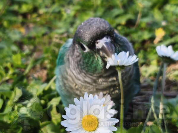 Papagaj rucno hranjeni 