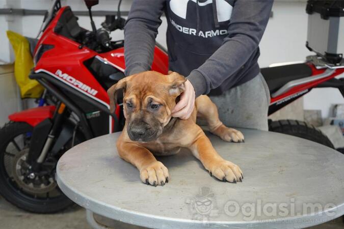Južnoafrički mastif - Boerboel štenci