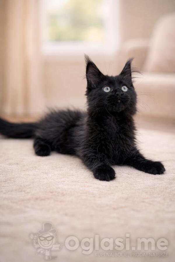 Muzak Krupan Maine Coon