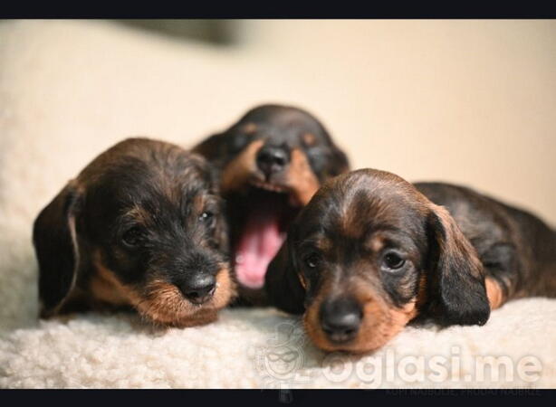 Na prodaju štenci rase oštrodlaki jazavičar - kuničar 