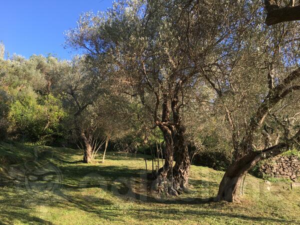 Poljoprivredno zemljište 850m2 - Bar - Bar (uži dio)