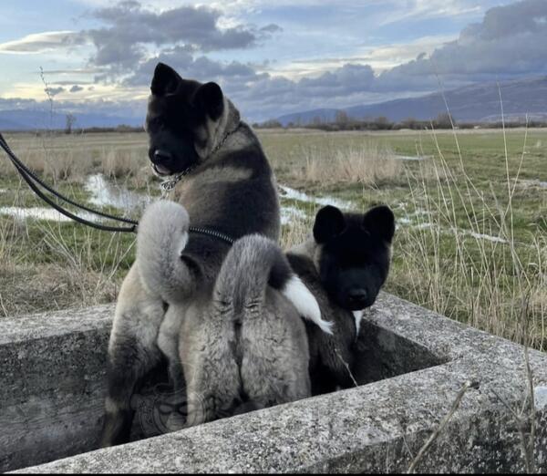 Americka akita stenci