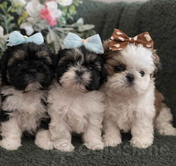 Prelepi Shih Tzu štenci iz registrovane odgajivačnice